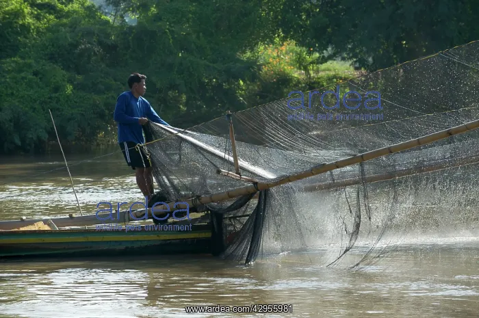 : Local man using net fixed to front of the boat : Local man using net fixed to front of the boat