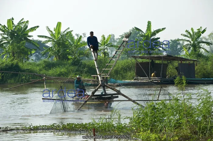 : Local men using net fixed to front of the boat : Local men using net fixed to front of the boat