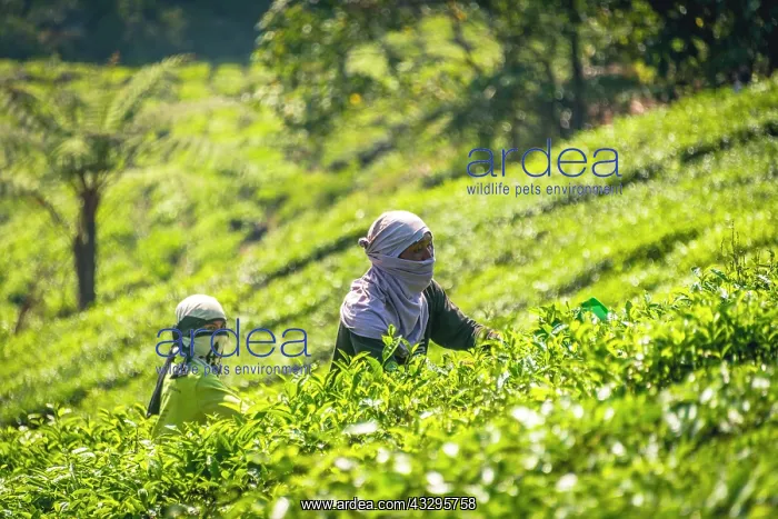 : Local tea pickers harvest, pick tea, tea plantation : Local tea pickers harvest, pick tea, tea plantation