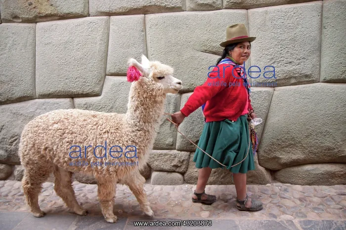 : Local woman with an alpaca at Calle Hatun Rumiyok : Local woman with an alpaca at Calle Hatun Rumiyok