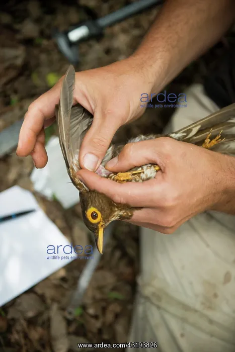  : Locating a vein on the wing of a Forest Thrush (Turdus