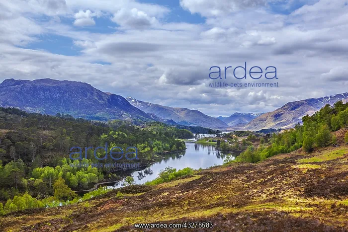 : Loch Affric - Loch Affric located amidst caledonian : Loch Affric - Loch Affric located amidst caledonian