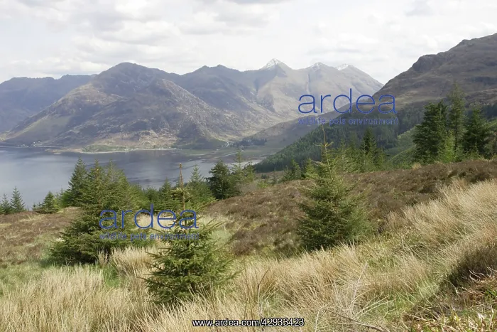 : Loch Duich viewed from Bealach Ratagain : Loch Duich viewed from Bealach Ratagain