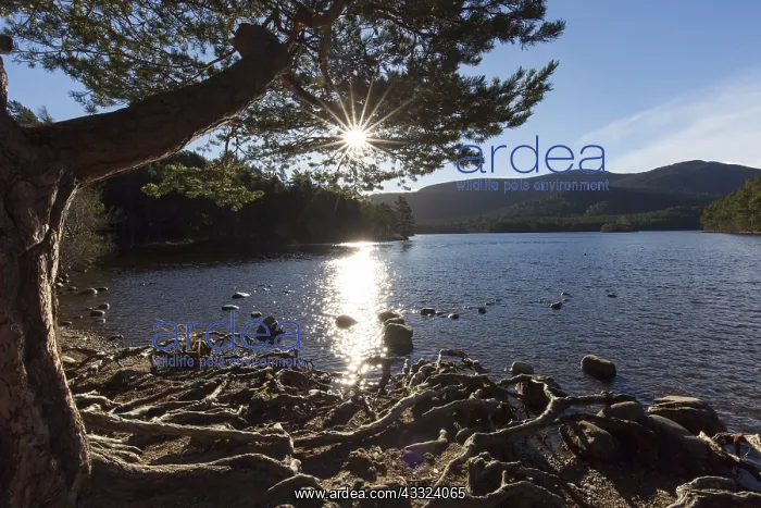 : Loch an Eilean - Cairngorms National Park - Scotland : Loch an Eilean - Cairngorms National Park - Scotland