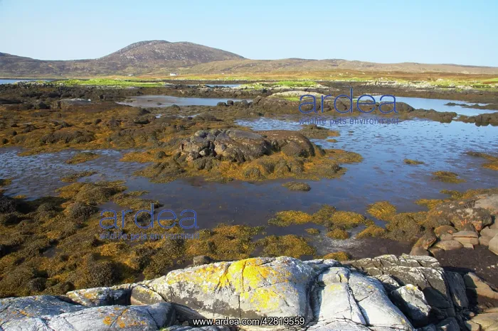 : Loch Eynort at Low Tide - Showing exposed beds of seaweed : Loch Eynort at Low Tide - Showing exposed beds of seaweed