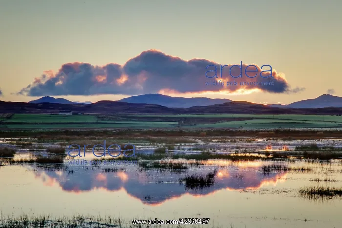 : Loch Gruinart RSPB Reserve st dawn : Loch Gruinart RSPB Reserve st dawn