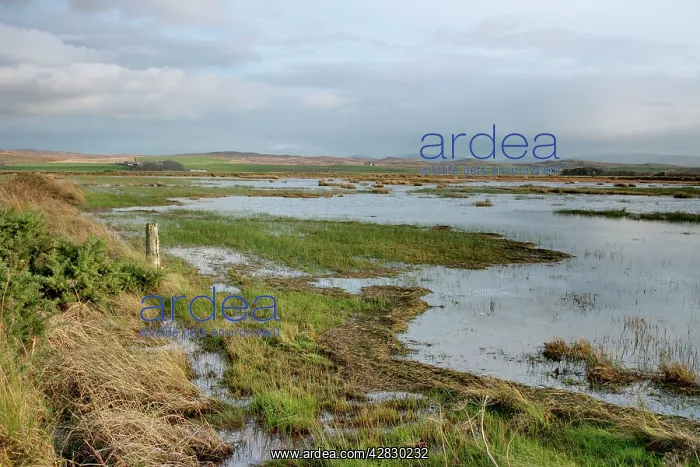 : Loch Gruinart RSPB Reserve view from hide : Loch Gruinart RSPB Reserve view from hide