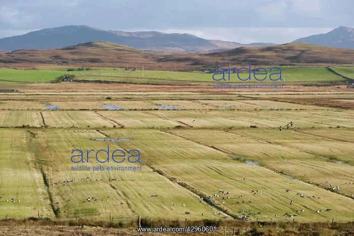 : Loch Gruinart RSPB Reserve working farm with Barnacle Geese : Loch Gruinart RSPB Reserve working farm with Barnacle Geese