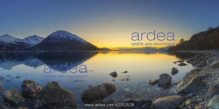 : Loch Linnhe, Ballachulish, Highland, Lochaber, Scotland : Loch Linnhe, Ballachulish, Highland, Lochaber, Scotland