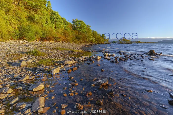 : Loch Lomond - with forest covered shore line and : Loch Lomond - with forest covered shore line and