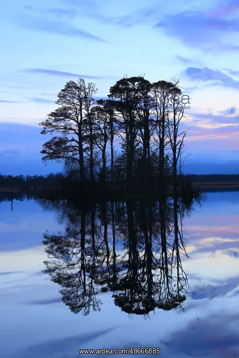 : Loch Mallachie, Cairngorms National Park, Scotland, United : Loch Mallachie, Cairngorms National Park, Scotland, United