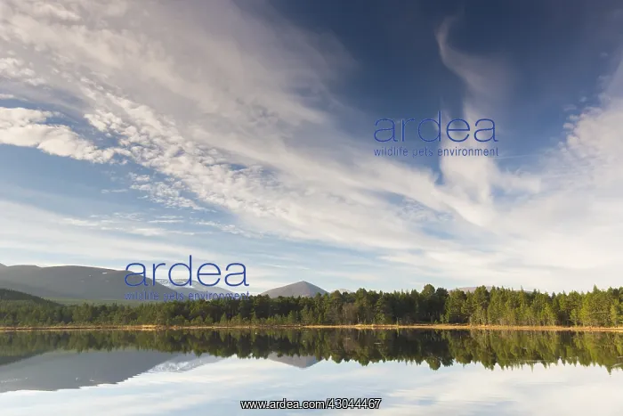 : Loch Morlich and Cairngorm Mountains - Cairngorms : Loch Morlich and Cairngorm Mountains - Cairngorms