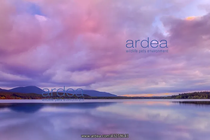 : Loch Morlich - pink clouds and mountain range of : Loch Morlich - pink clouds and mountain range of