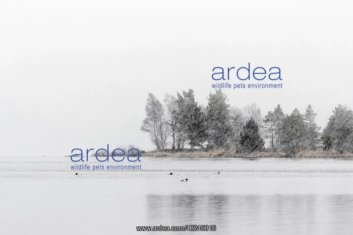: Loch Morlich - Snow - Cairngorms - Scotland - UK : Loch Morlich - Snow - Cairngorms - Scotland - UK