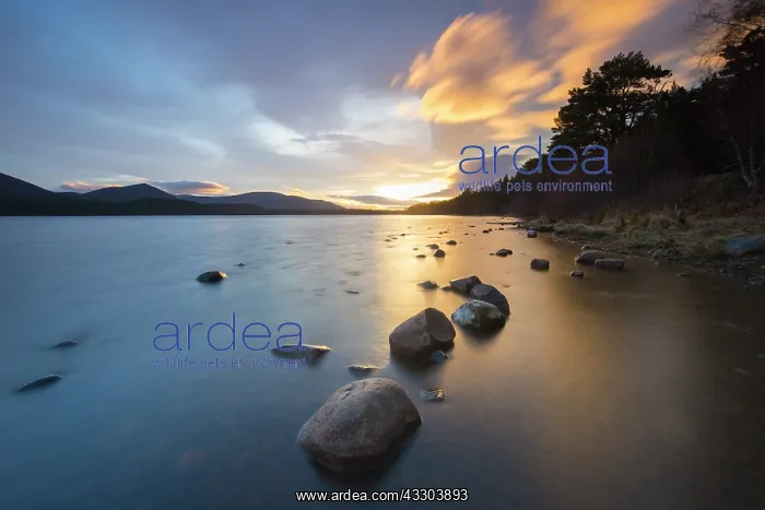: Loch Morlich at sunset - Cairngorms National Park : Loch Morlich at sunset - Cairngorms National Park