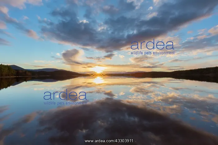 : Loch Morlich at sunset - Cairngorms National Park : Loch Morlich at sunset - Cairngorms National Park