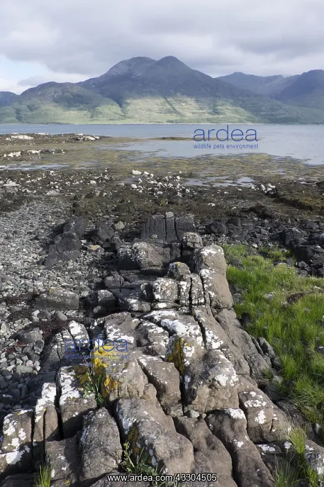 : Loch na Keal Isle of Mull Scotland, UK LA007557 : Loch na Keal Isle of Mull Scotland, UK LA007557