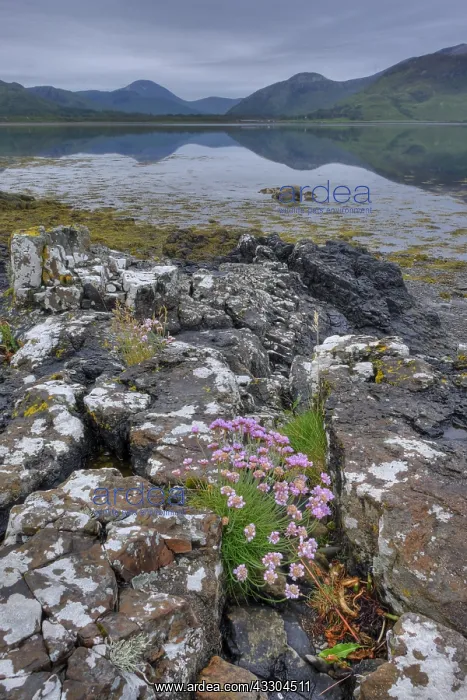 : Loch na Keal Isle of Mull Scotland, UK LA007590 : Loch na Keal Isle of Mull Scotland, UK LA007590