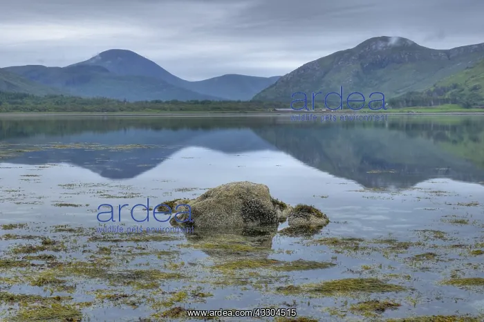 : Loch na Keal Isle of Mull Scotland, UK LA007594 : Loch na Keal Isle of Mull Scotland, UK LA007594