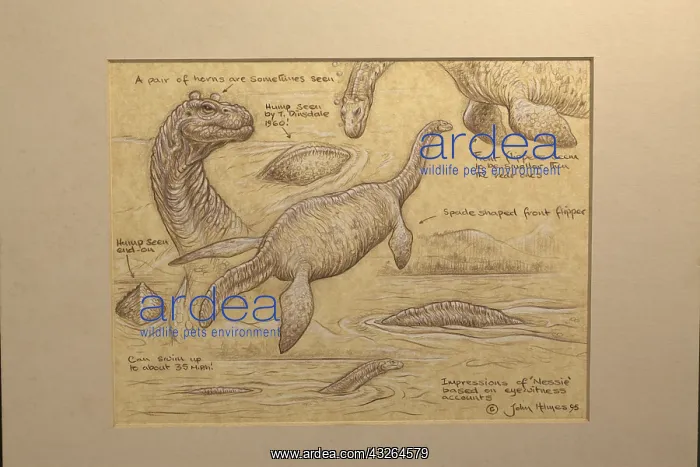 : Loch Ness Monster. Based on eye-witness accounts : Loch Ness Monster. Based on eye-witness accounts