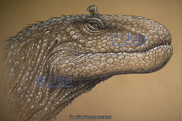 : Loch Ness Monster. Sketch of head : Loch Ness Monster. Sketch of head