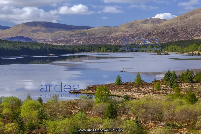  : Loch Riecawr - landscape of a calm lake situated