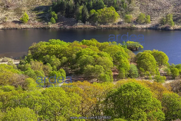 : Loch Trool - view on forest with freshly sprouting : Loch Trool - view on forest with freshly sprouting