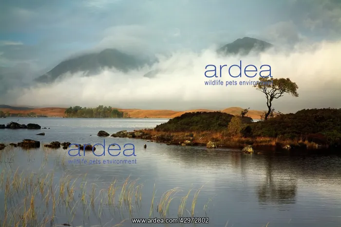  : Lochan na h-Achlaise with Black Mount in the distance