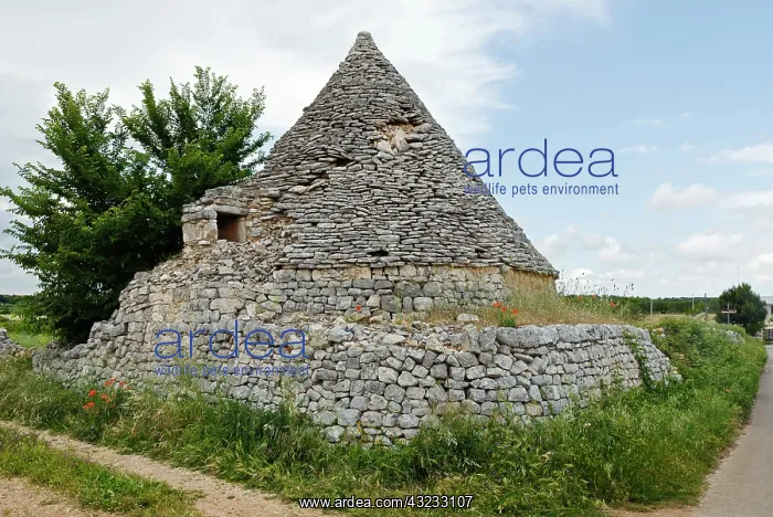 : Locorotondo (Province of Bari), Puglia : Locorotondo (Province of Bari), Puglia