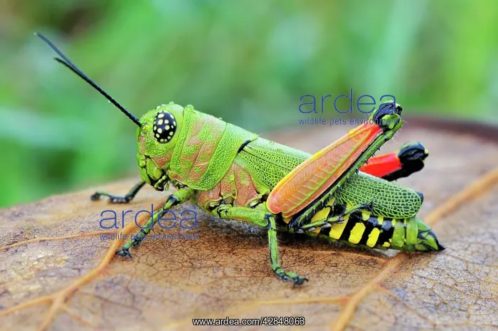 : Locust (Acrididae). Masoala National Park - Madagascar : Locust (Acrididae). Masoala National Park - Madagascar