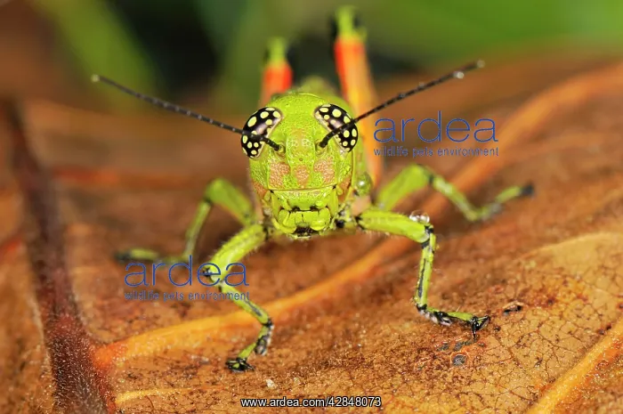 : Locust (Acrididae). Masoala National Park - Madagascar : Locust (Acrididae). Masoala National Park - Madagascar