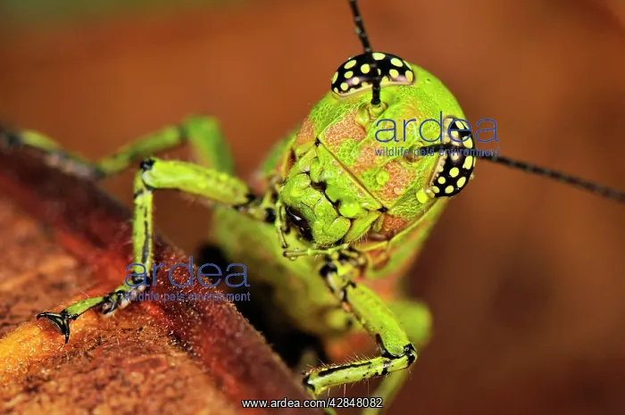 : Locust (Acrididae). Masoala National Park - Madagascar : Locust (Acrididae). Masoala National Park - Madagascar