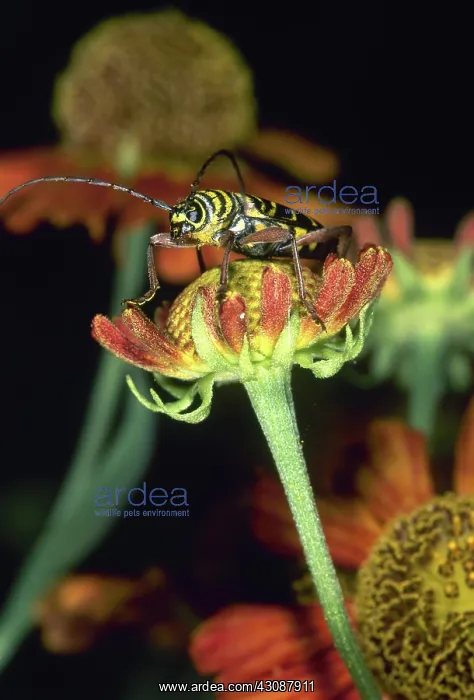 : Locust Borer Beetle : Locust Borer Beetle