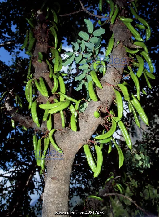 : Locust / Carob Tree : Locust / Carob Tree
