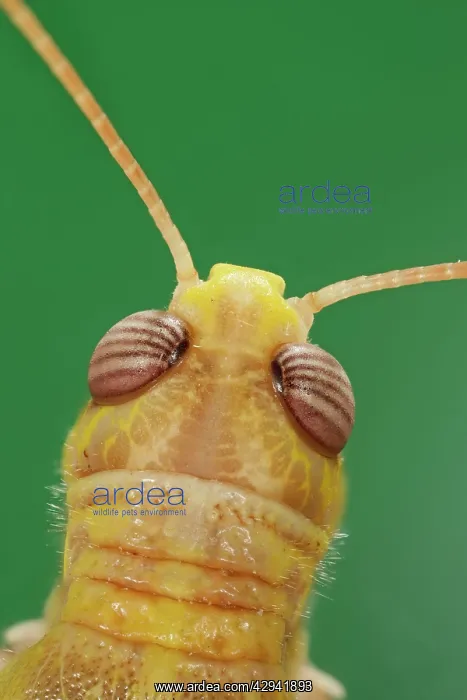  : Locust - close up of head top view