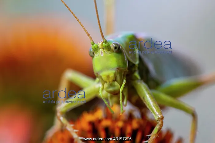 : Locust, Great green bush cricket (Tettigonia viridissima) : Locust, Great green bush cricket (Tettigonia viridissima)