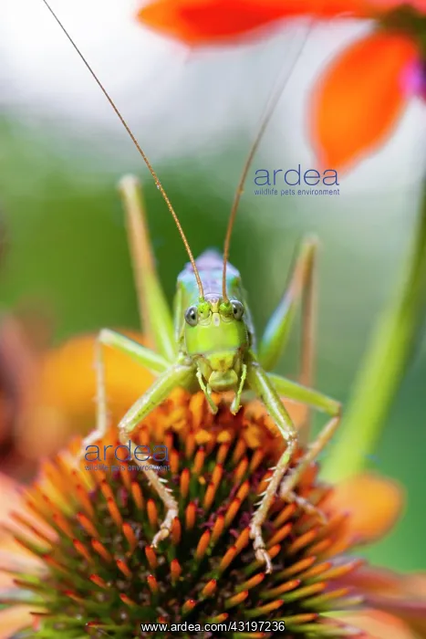 : Locust, Great green bush cricket (Tettigonia viridissima) : Locust, Great green bush cricket (Tettigonia viridissima)
