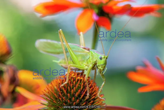 : Locust, Great green bush cricket (Tettigonia viridissima) : Locust, Great green bush cricket (Tettigonia viridissima)