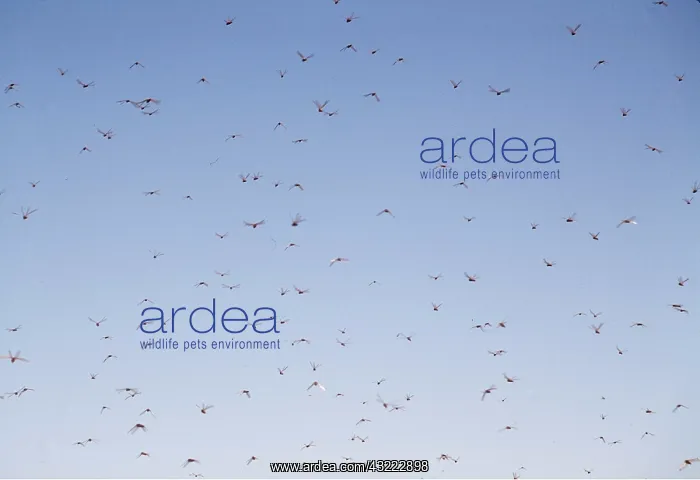 : LOCUST SWARM : LOCUST SWARM