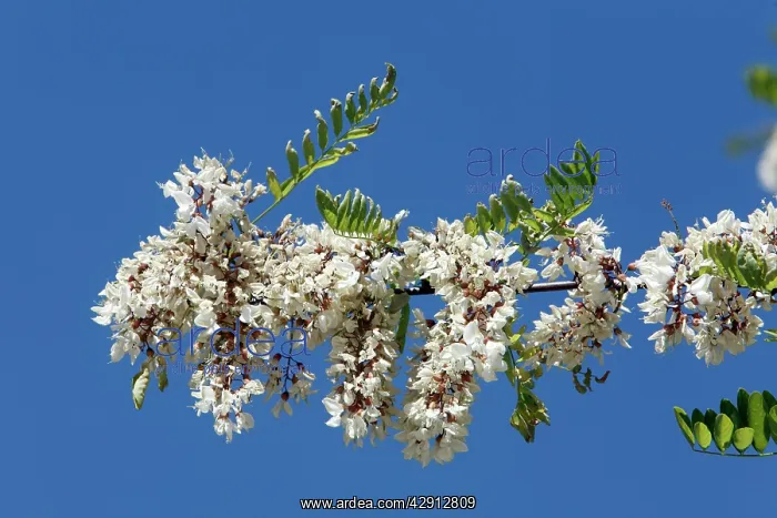 : Locust Tree or Acacia - blossom : Locust Tree or Acacia - blossom