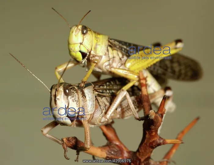: Locusts copulating : Locusts copulating