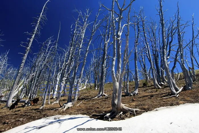 : Lodge Pole Pine - burnt and weathered trees - Mount : Lodge Pole Pine - burnt and weathered trees - Mount