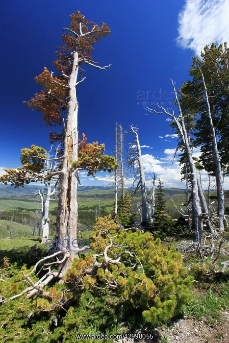 : Lodge Pole Pine - burnt and weathered trees - Mount : Lodge Pole Pine - burnt and weathered trees - Mount