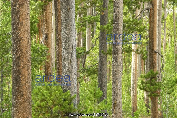 : Lodge pole pines : Lodge pole pines