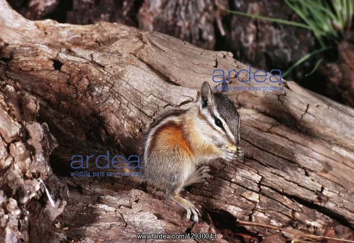 : LODGEPOLE CHIPMUNK : LODGEPOLE CHIPMUNK