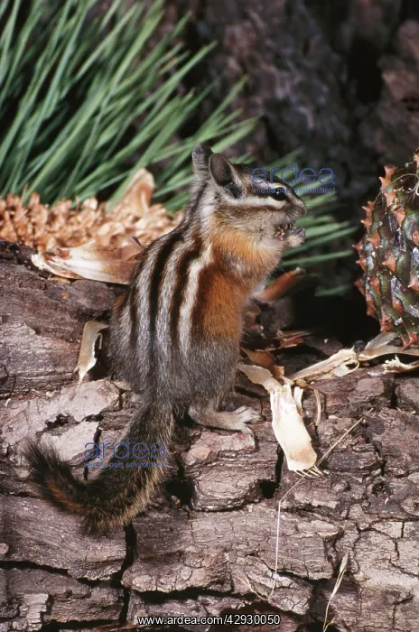 : Lodgepole Chipmunk : Lodgepole Chipmunk