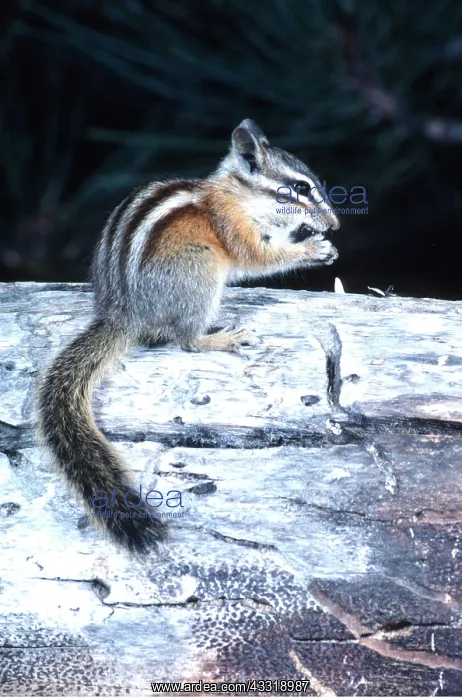 : LODGEPOLE CHIPMUNK : LODGEPOLE CHIPMUNK