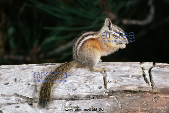 : LODGEPOLE CHIPMUNK - sitting on branch, feeding : LODGEPOLE CHIPMUNK - sitting on branch, feeding