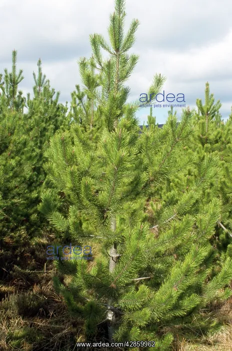  : Lodgepole Pine