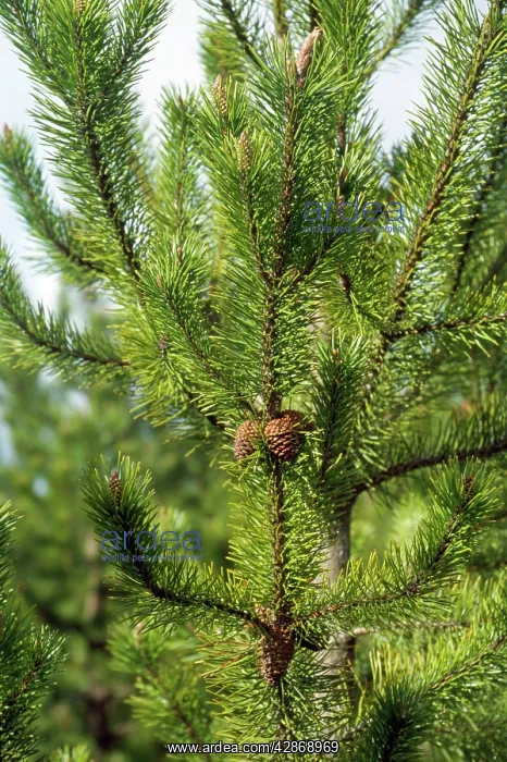  : Lodgepole Pine